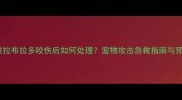 西泽米兰被拉布拉多咬伤后如何处理宠物攻击急救指南与预防措施全