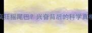 哈士奇驱虫后疯狂摇尾巴兴奋背后的科学真相附驱虫全攻略