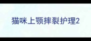 猫咪上颚摔裂护理