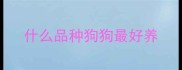 什么品种狗狗最好养
