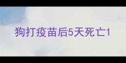 狗打疫苗后5天死亡