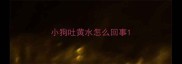 小狗吐黄水怎么回事