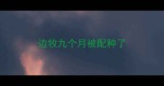边牧九个月被配种了
