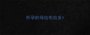 怀孕的母拉布拉多
