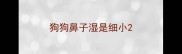 狗狗鼻子湿是细小
