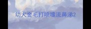 幼犬金毛打喷嚏流鼻涕