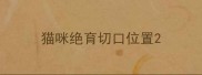 猫咪绝育切口位置