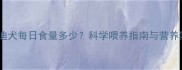 成年泰迪犬每日食量多少科学喂养指南与营养需求全