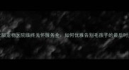 沈阳宠物医院临终关怀服务全如何优雅告别毛孩子的最后时光