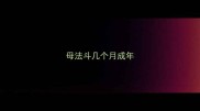 母法斗几个月成年