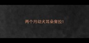 两个月幼犬耳朵耷拉