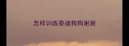 怎样训练泰迪狗狗谢谢