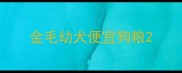 金毛幼犬便宜狗粮