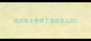 幼犬哈士奇得了流感怎么办