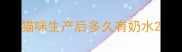 猫咪生产后多久有奶水