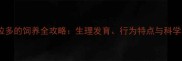 幼犬拉布拉多的饲养全攻略生理发育行为特点与科学养护指南