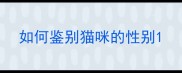 如何鉴别猫咪的性别