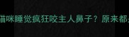 现象描述猫咪睡觉疯狂咬主人鼻子原来都是因为它