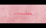六个月哈士奇喂食