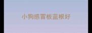 小狗感冒板蓝根好