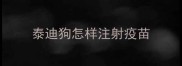 泰迪狗怎样注射疫苗