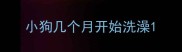 小狗几个月开始洗澡