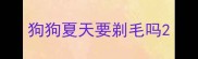 狗狗夏天要剃毛吗