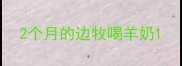 2个月的边牧喝羊奶