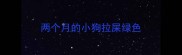 两个月的小狗拉屎绿色