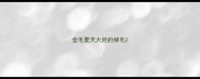 金毛夏天大把的掉毛