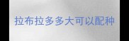 拉布拉多多大可以配种
