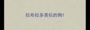拉布拉多类似的狗