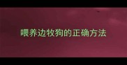 喂养边牧狗的正确方法