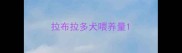 拉布拉多犬喂养量