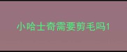 小哈士奇需要剪毛吗