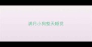 满月小狗整天睡觉