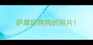 萨摩耶狗狗的照片