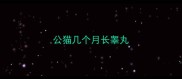公猫几个月长睾丸