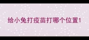 给小兔打疫苗打哪个位置