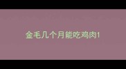 金毛几个月能吃鸡肉