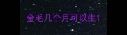金毛几个月可以生