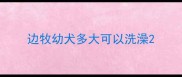 边牧幼犬多大可以洗澡