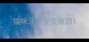 猫咪牙齿发炎原因
