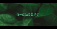 猫咪睡觉爱舔爪子