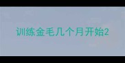 训练金毛几个月开始
