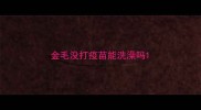 金毛没打疫苗能洗澡吗