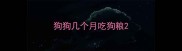狗狗几个月吃狗粮