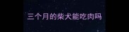 三个月的柴犬能吃肉吗