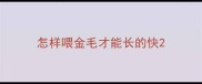 怎样喂金毛才能长的快