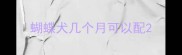 蝴蝶犬几个月可以配